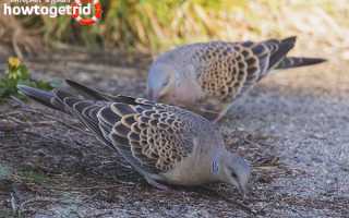 Большая горлица — описание, среда обитания, интересные факты