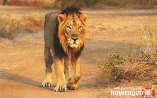 Азиатский лев — описание, среда обитания, образ жизни