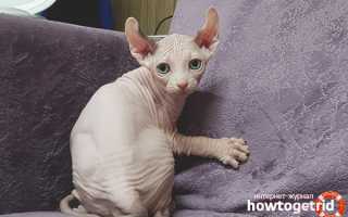 Двэльф — описание породы и характер кошки