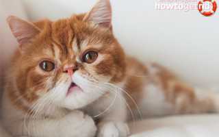 Экзотическая короткошерстная кошка — описание породы