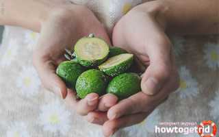 Фейхоа во время беременности — польза и вред