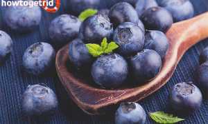 Чем полезна черника для организма человека