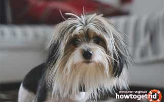 Бивер-йоркширский терьер — описание породы и характер собаки