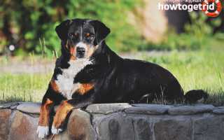 Аппенцеллер-зенненхунд — описание породы и характер собаки