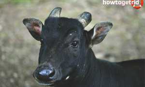 Аноа — описание, среда обитания, образ жизни