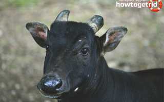 Аноа — описание, среда обитания, образ жизни