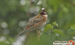 Белошапочная овсянка — описание, среда обитания