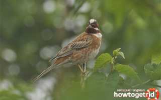 Белошапочная овсянка — описание, среда обитания