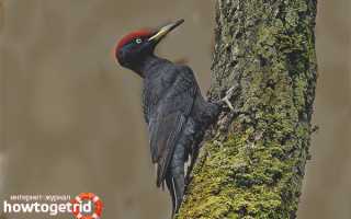 Черный дятел — описание, среда обитания, интересные факты