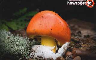 Цезарский гриб — описание, где растет, ядовитость гриба