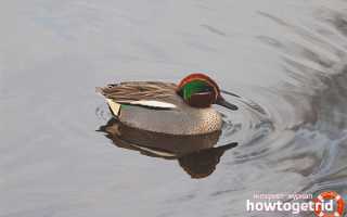 Чирок-свистунок — описание, среда обитания, интересные факты