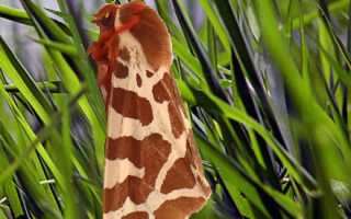 Бабочка медведица — описание, среда обитания, виды