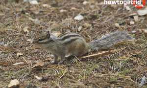 Азиатский бурундук — описание, среда обитания, образ жизни