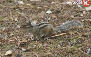 Азиатский бурундук — описание, среда обитания, образ жизни