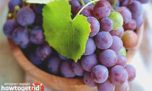 Чем полезен виноград для организма человека