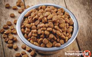 Чем кормить шотландского вислоухого котёнка?