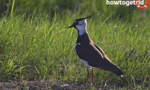 Чибис — описание, среда обитания, интересные факты