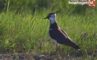 Чибис — описание, среда обитания, интересные факты