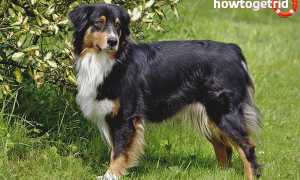 Австралийская овчарка — описание породы и характер собаки