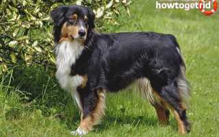 Австралийская овчарка — описание породы и характер собаки