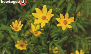 Череда — лечебные свойства и противопоказания