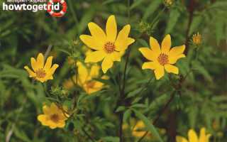 Череда — лечебные свойства и противопоказания