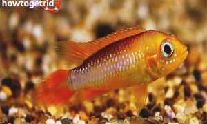 Апистограмма агассица — уход и содержание в аквариуме