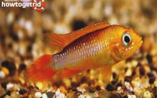 Апистограмма агассица — уход и содержание в аквариуме