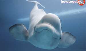 Белуха (дельфин) — описание, среда обитания, образ жизни