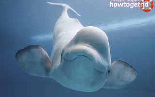 Белуха (дельфин) — описание, среда обитания, образ жизни