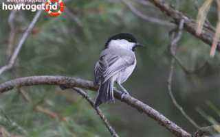 Буроголовая гаичка — описание, среда обитания, интересные факты