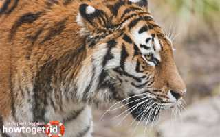 Амурский тигр — описание, среда обитания, образ жизни