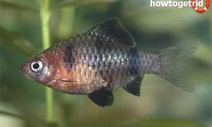Чёрный барбус — уход и содержание в аквариуме
