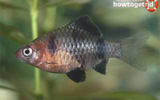 Чёрный барбус — уход и содержание в аквариуме