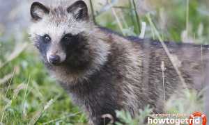 Енотовидная собака — описание, среда обитания, образ жизни