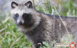 Енотовидная собака — описание, среда обитания, образ жизни