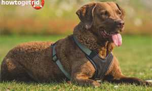 Чесапик бей ретривер — описание породы и характер собаки