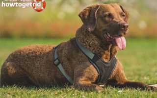 Чесапик бей ретривер — описание породы и характер собаки