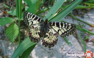 Бабочка поликсена — описание, среда обитания, виды