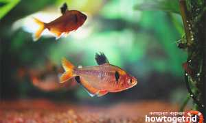 Аквариумная рыбка минор — уход и содержание