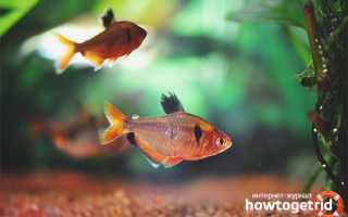 Аквариумная рыбка минор — уход и содержание