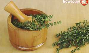 Чабрец — лечебные свойства и противопоказания