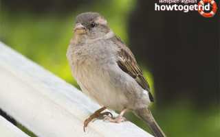 Домовый воробей — описание, среда обитания, интересные факты