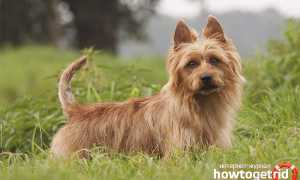 Австралийский терьер — описание породы и характер собаки