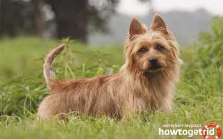 Австралийский терьер — описание породы и характер собаки