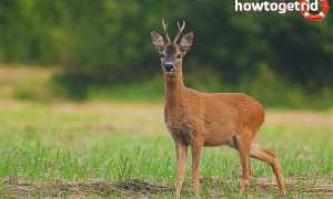 Европейская косуля — описание, среда обитания, образ жизни