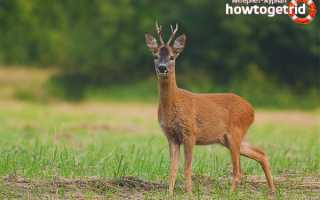 Европейская косуля — описание, среда обитания, образ жизни