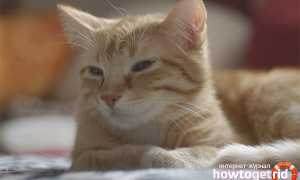 Европейская короткошёрстная кошка — описание породы