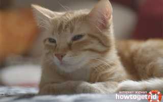 Европейская короткошёрстная кошка — описание породы