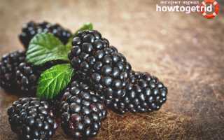 Ежевика — полезные свойства и противопоказания